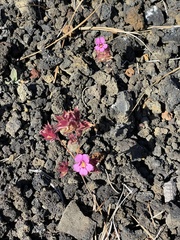 Diplacus deschutesensis