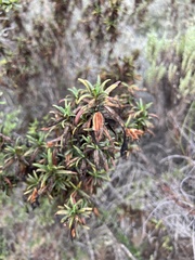 Diplacus aurantiacus