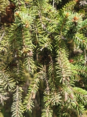 Picea glauca