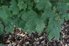 Cristulariella depraedans