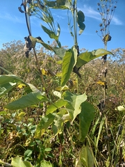 Silphium perfoliatum perfoliatum