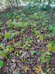 Parthenocissus inserta