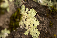 Parmelioideae
