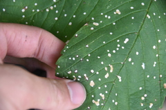 Cristulariella depraedans