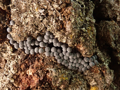 Badhamia utricularis