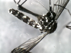 Aedes aegypti