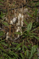 Bromus briziformis
