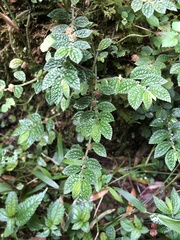 Elatostema parvum