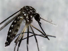Aedes aegypti