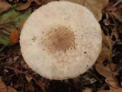 Macrolepiota mastoidea