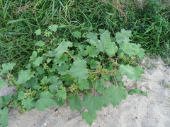 Xanthium orientale