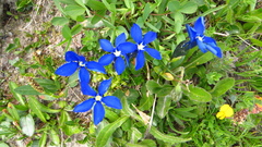 Gentiana bavarica bavarica