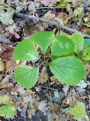 Parthenocissus inserta