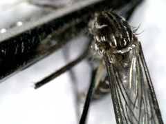 Aedes aegypti