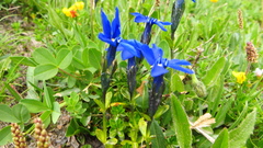Gentiana bavarica bavarica
