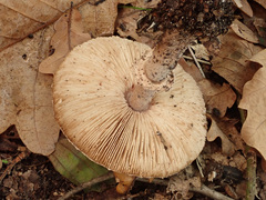 Macrolepiota mastoidea