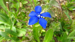 Gentiana bavarica bavarica