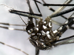 Aedes aegypti