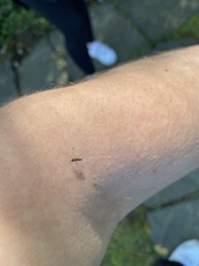 Aedes trivittatus