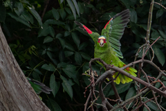 Amazona albifrons