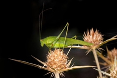Phaneroptera laticerca