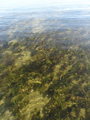 Potamogeton perfoliatus