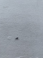 Formicidae