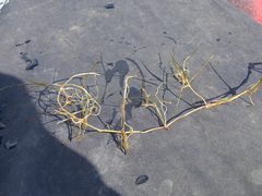 Zannichellia palustris