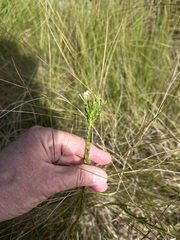 Struthiola dodecandra