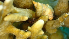 Decapoda