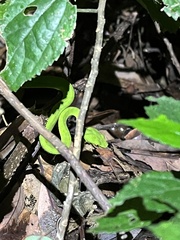 Trimeresurus stejnegeri