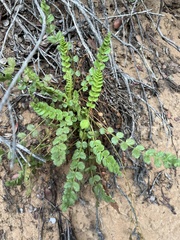 Horkelia cuneata puberula