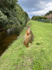 Mayaheros urophthalmus