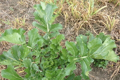 Brassica napus
