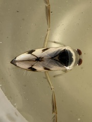 Notonecta undulata