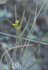 Bupleurum