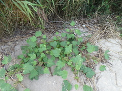Xanthium orientale
