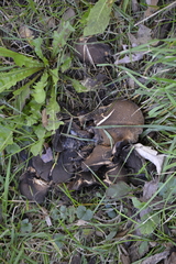Scleroderma polyrhizum