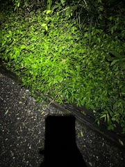 Protobothrops mucrosquamatus