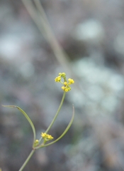 Bupleurum