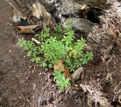 Galium triflorum