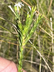 Struthiola dodecandra
