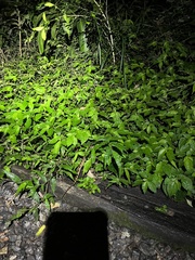 Protobothrops mucrosquamatus