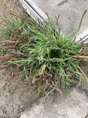 Plantago coronopus