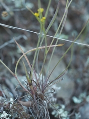Bupleurum