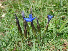 Gentiana verna
