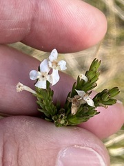 Struthiola dodecandra
