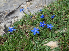 Gentiana verna