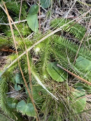Lycopodiaceae
