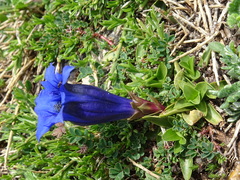 Gentiana acaulis